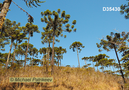 Campos do Jordao State Park, Sao Paulo, Brazil